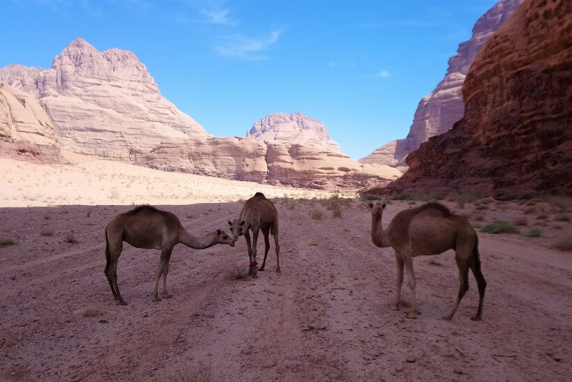 Kamele in der Wüste Wadi Rum